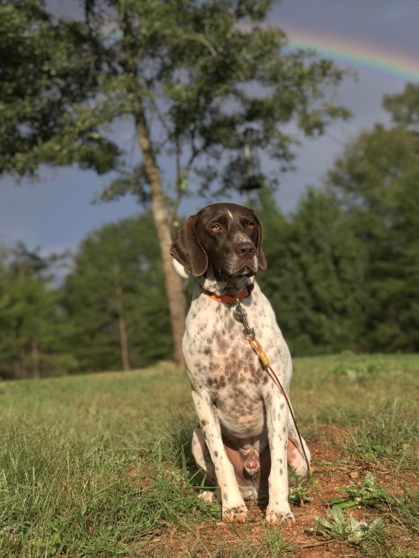 /images/uploads/southeast german shorthaired pointer rescue/segspcalendarcontest2021/entries/21998thumb.jpg